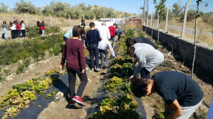 ALTINYILDIZ BOTANİK BAHÇESİNDE ALTIN ÇİLEK HASADI