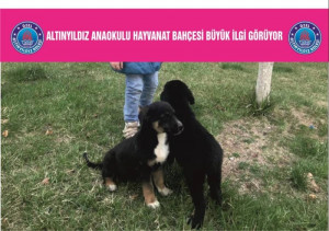 ALTINYILDIZ ANAOKULU HAYVANAT BAHÇESİ BÜYÜK İLGİ GÖRÜYOR.
