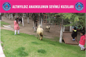 ALTINYILDIZ ANAOKULUNUN SEVİMLİ KUZULARI